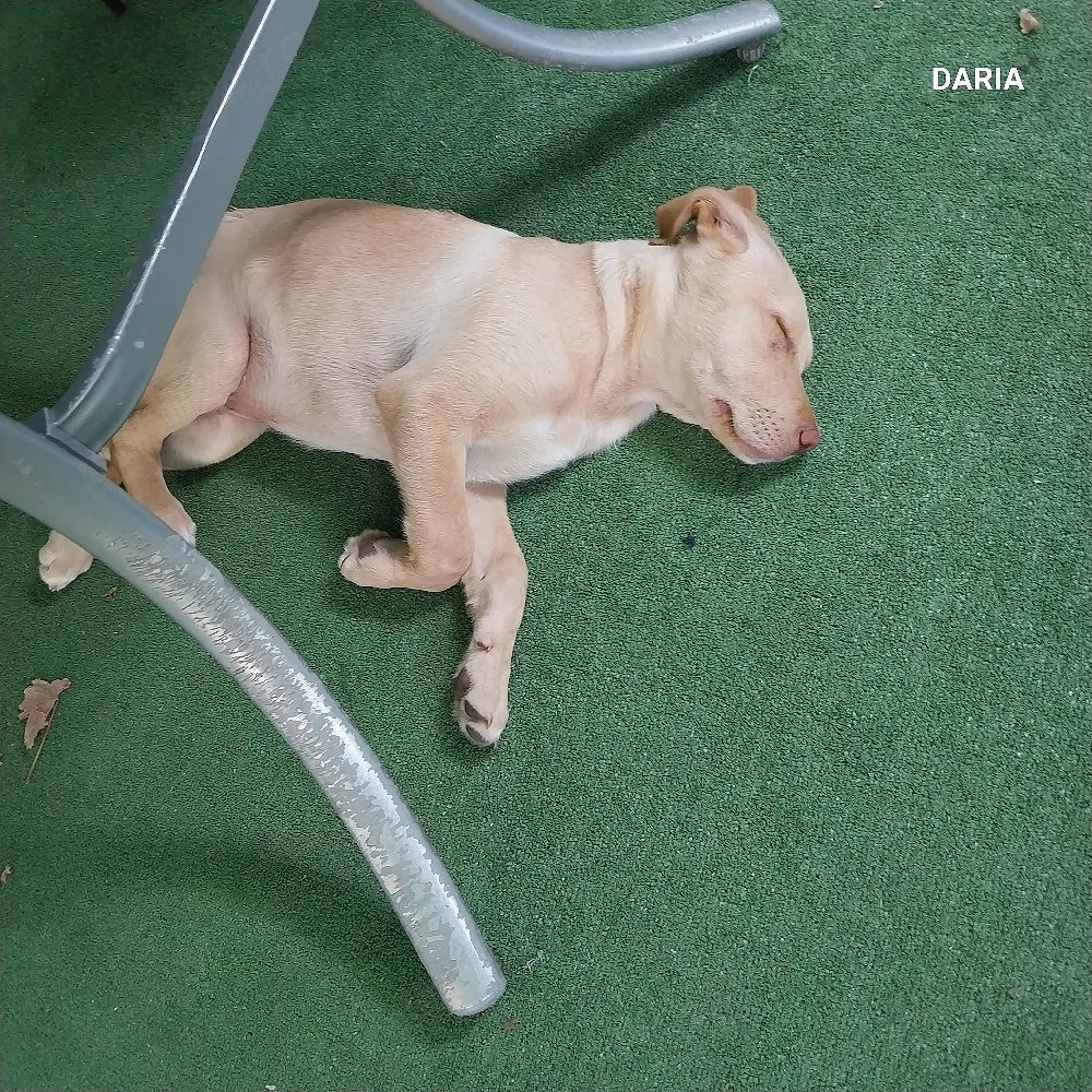 labrador retreaver
