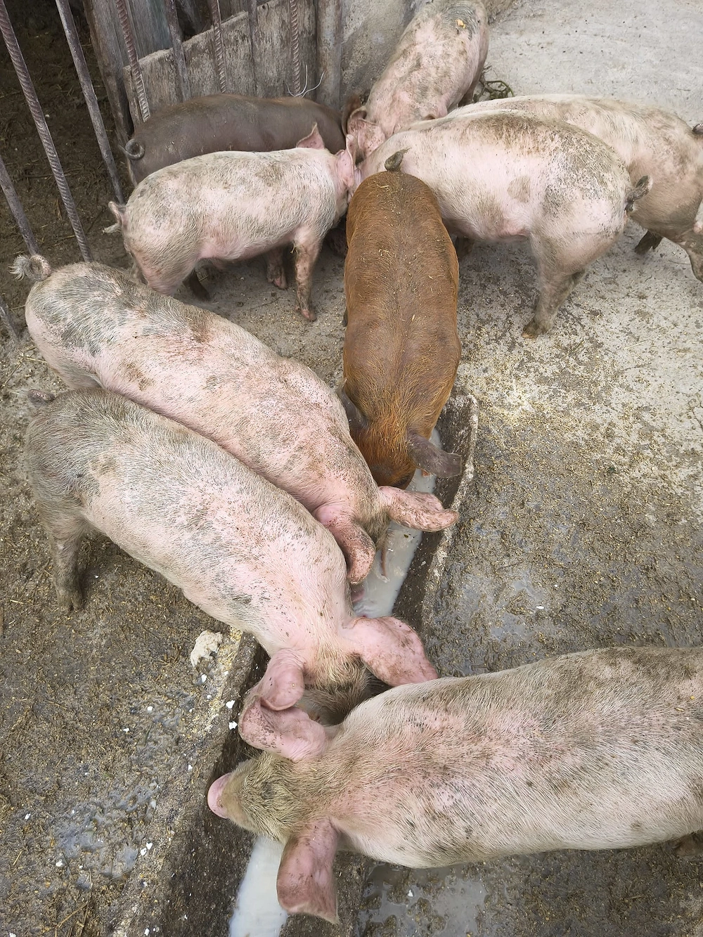 Vând purcei de 6 săptămâni