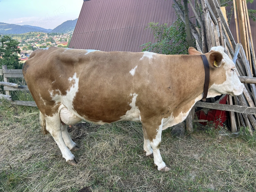 Vand vaca si vițea 
