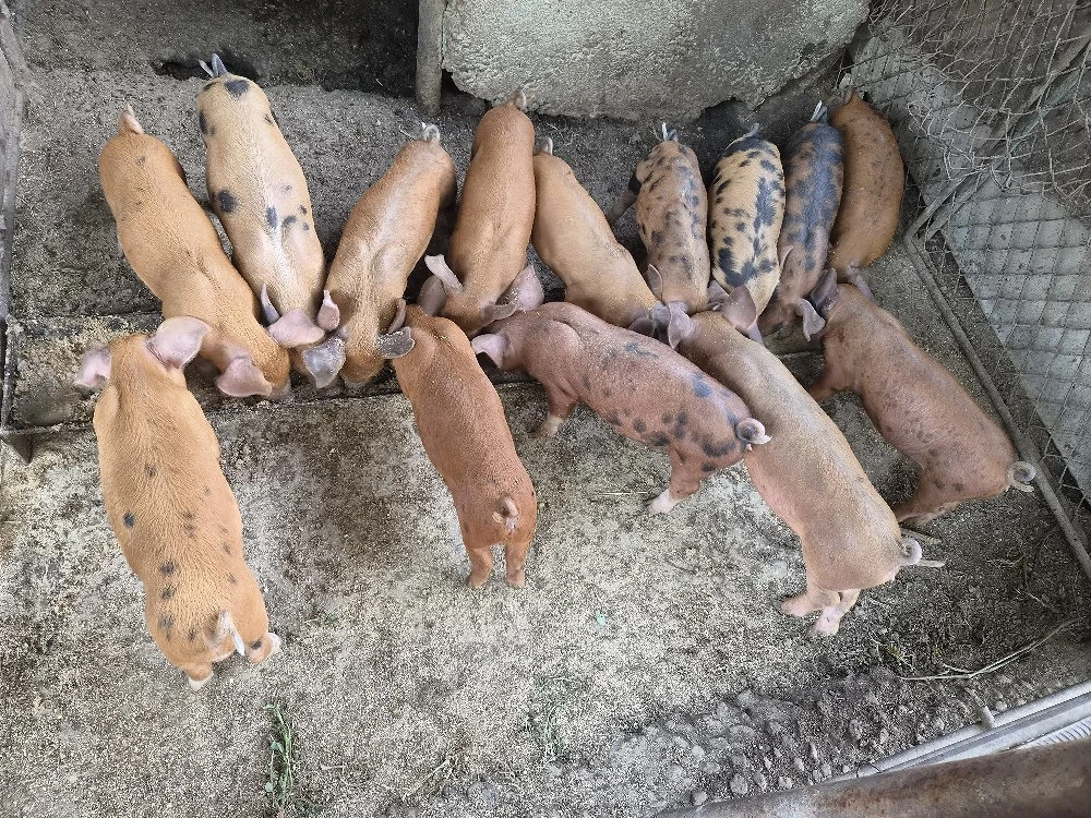 vand purcei duroc 
