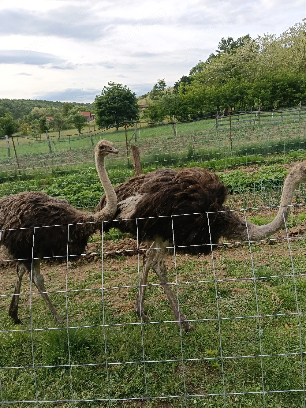 vand 2 struți varsta 11 luni