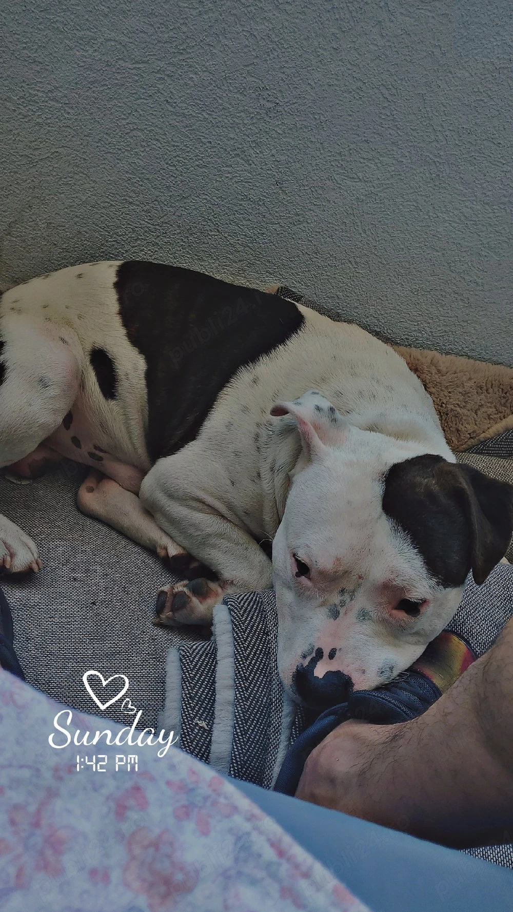 vand amstaff 