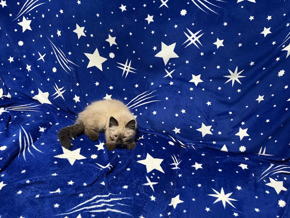 Pisic birmanez 