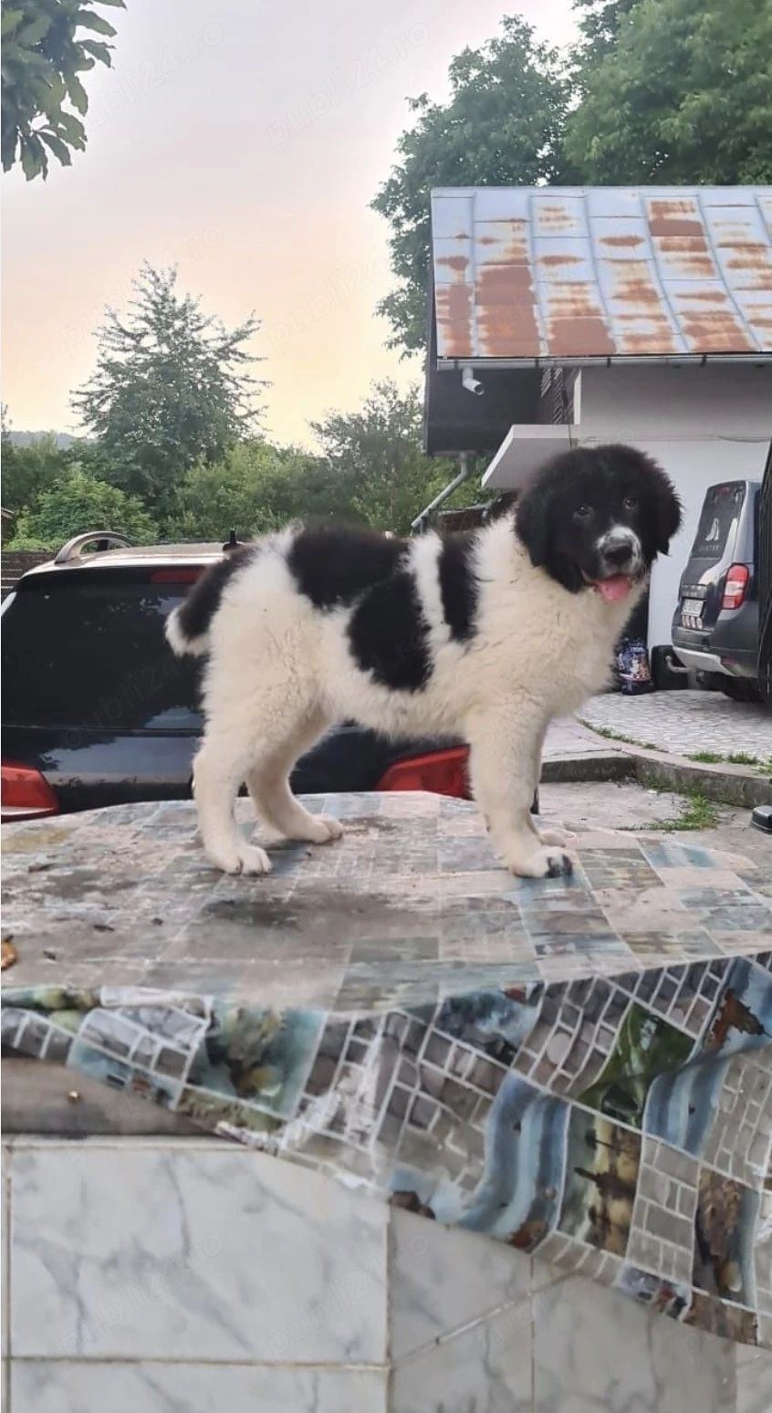 Ciobanesc de Bucovina