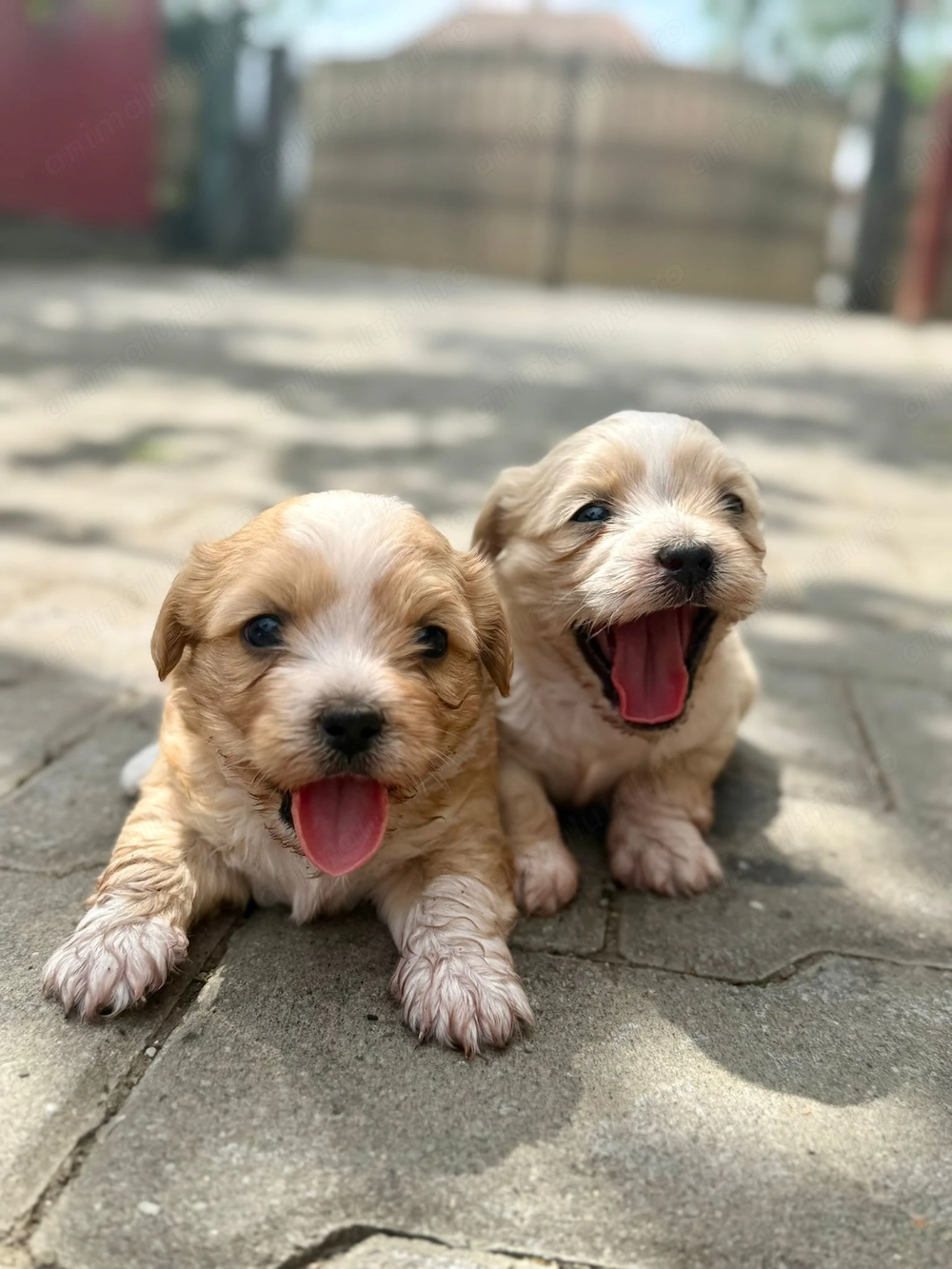 Căței de vanzare bichon drăgălași 
