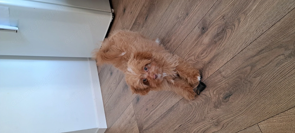 Vând cățeluș Maltipoo, 4 luni  