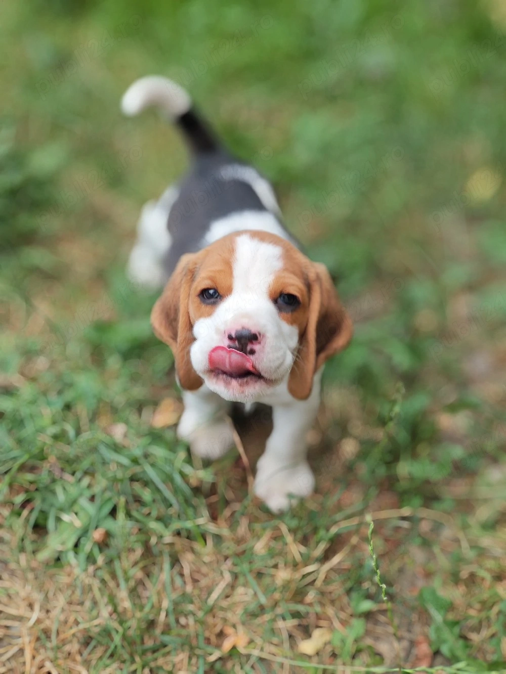 Băiețel Beagle tricolor