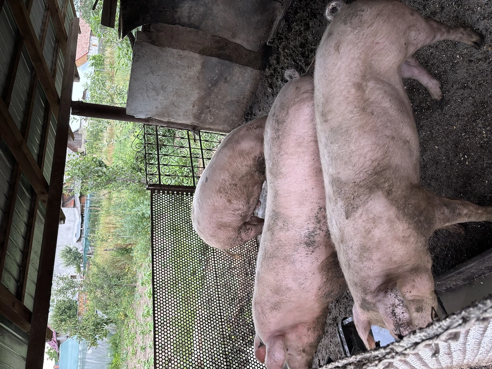 Vând 3 porci de 80-120 de kg detalii la telefon 