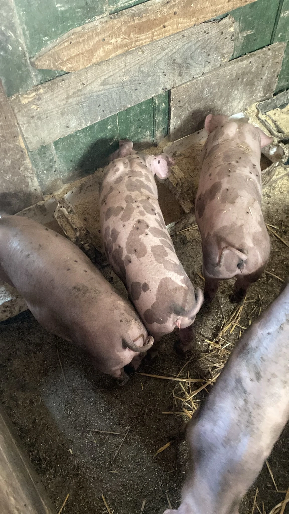 Purcei de rasa de vânzare 25-30kg