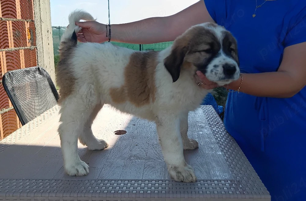 Femele Ciobanesc de Asia Centrală 