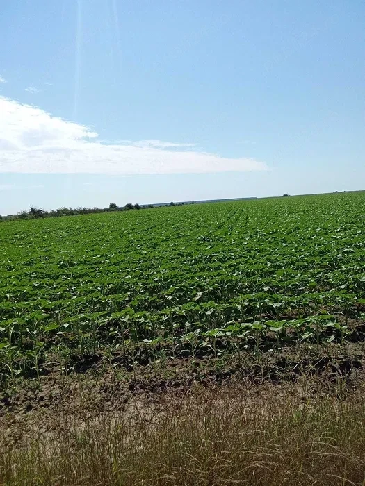 Teren Extravilan Roata de Jos Giurgiu 1,04 hectare