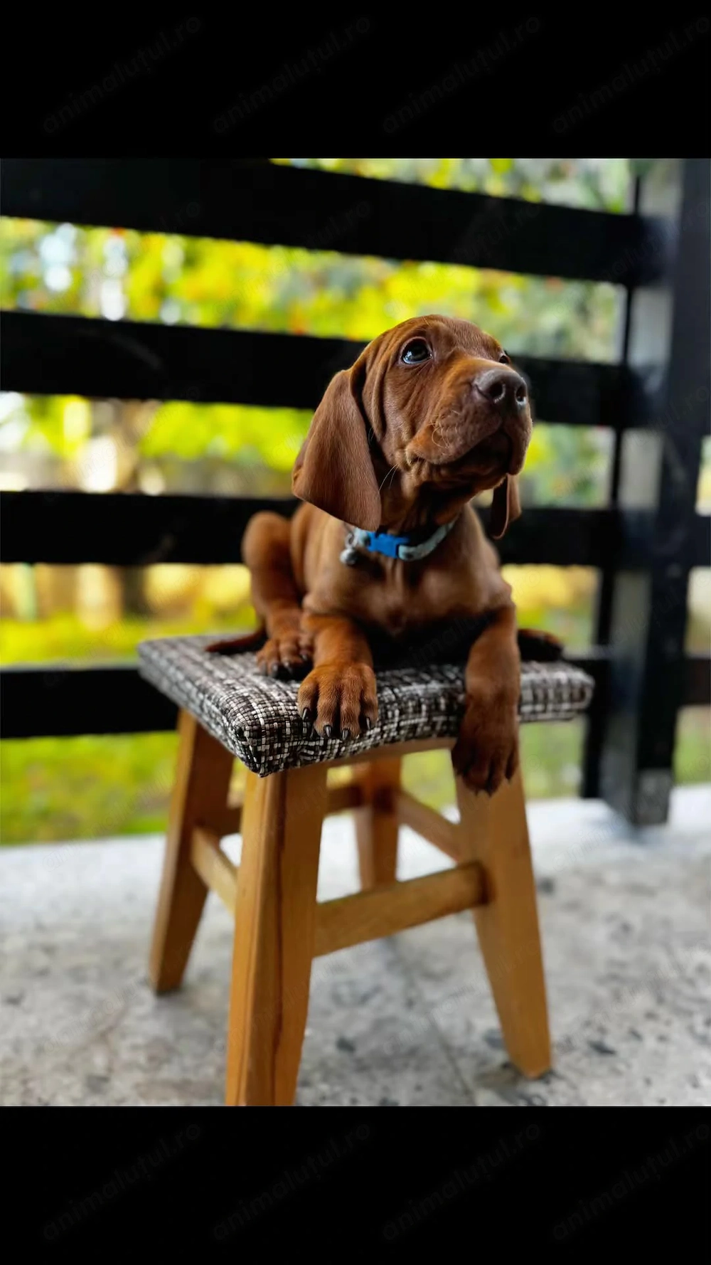 Vand Vizsla Maghiara de rasa pura 2 masculi