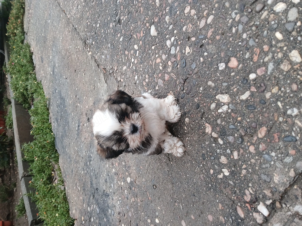 Catelusi shihtzu