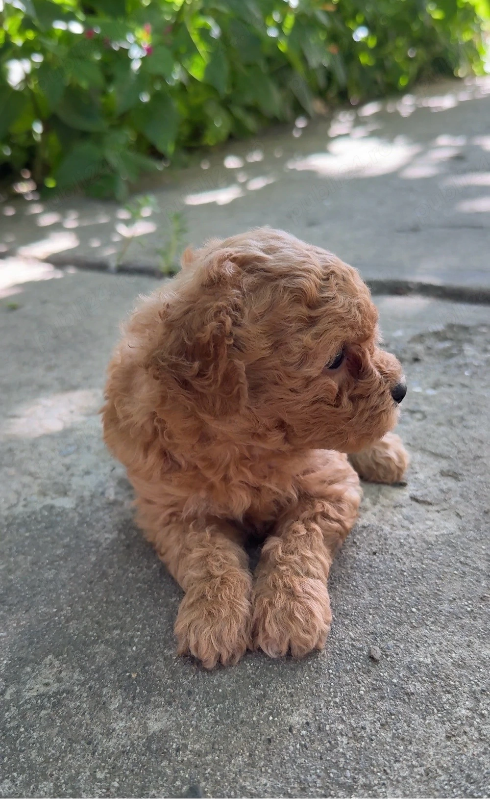 fetita maltipoo, bichon-pudel