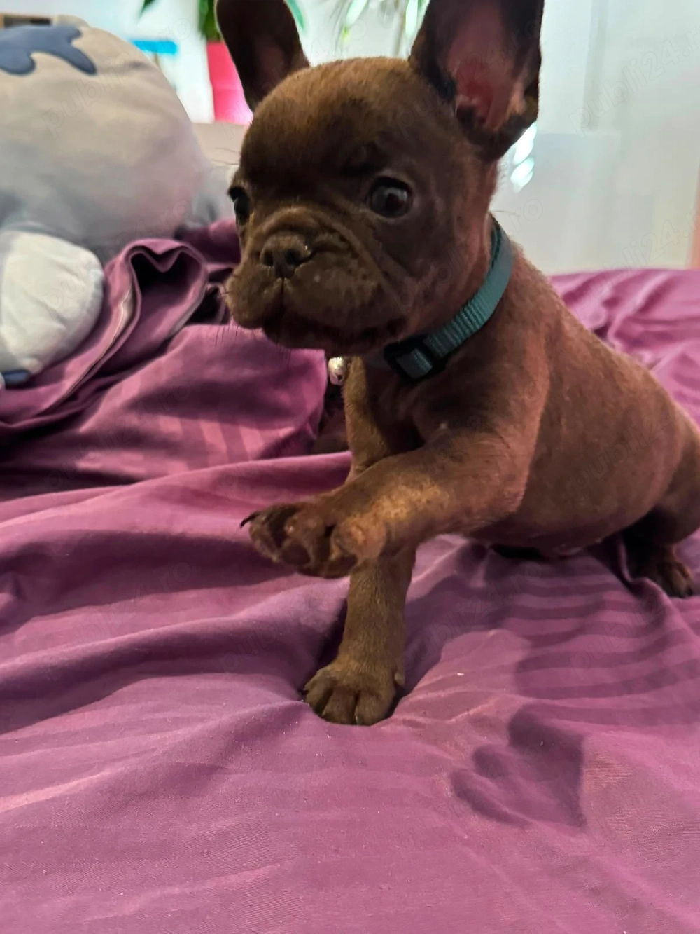 Buldog francez 