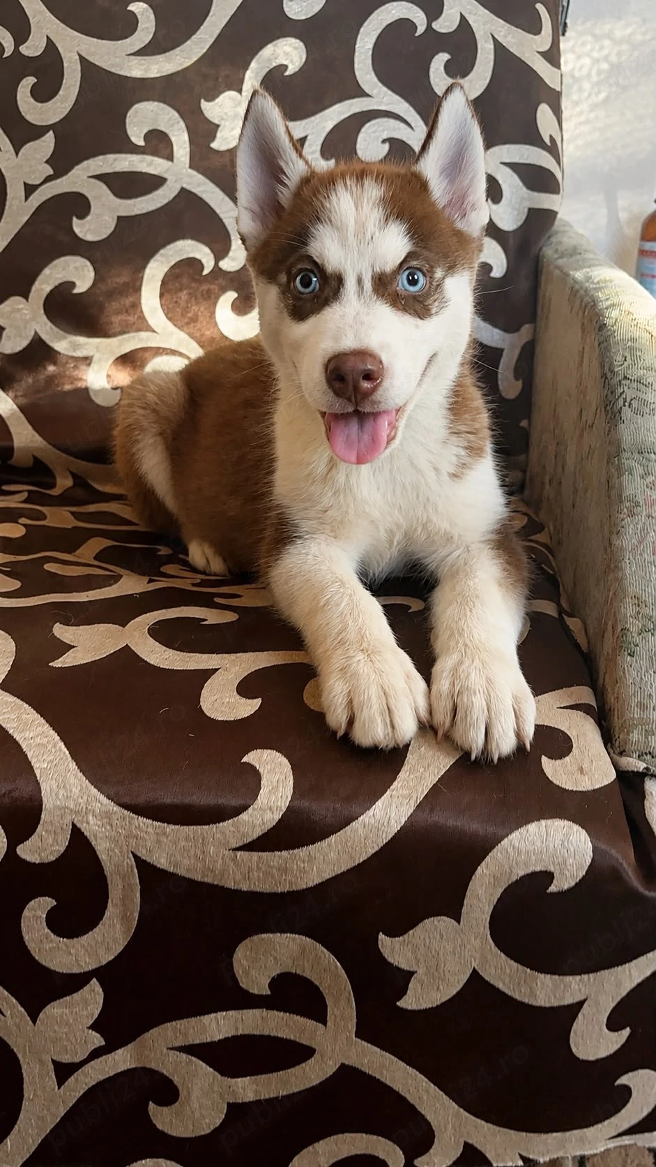 husky siberian fetita