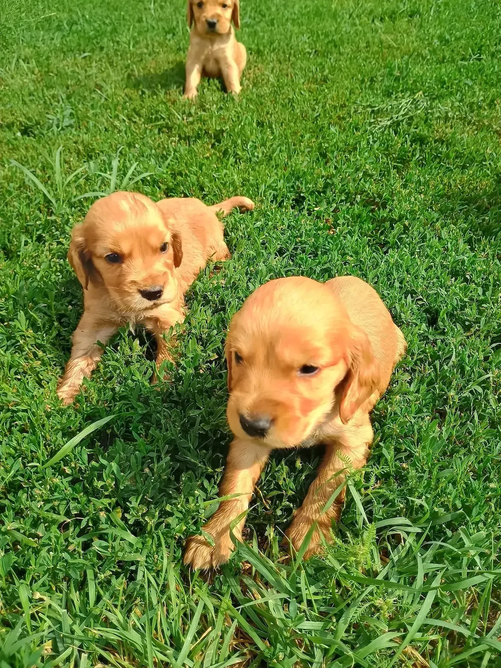 Cocker Spaniel rasa pura caută căsuța nouă 