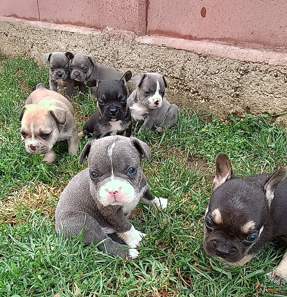 Puiuți de Bulldog francez rasă pură 