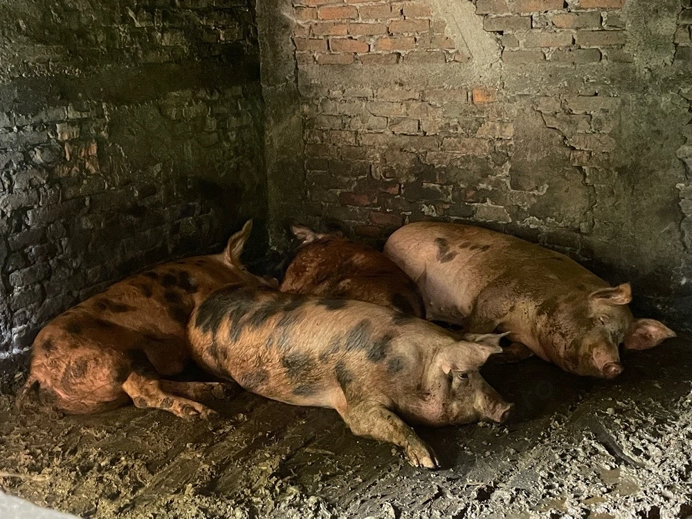 Porci pietrain cu duroc
