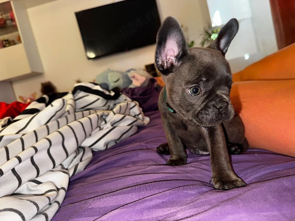 vand Buldog francez blue