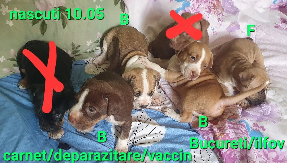 pui deosebiti rasa pura Amstaff