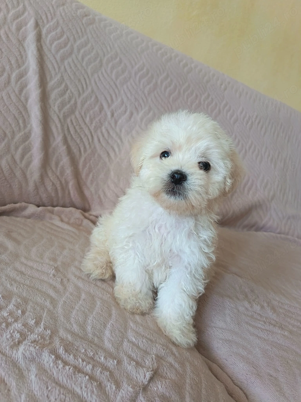 Bichon maltez fetițe și băieței 