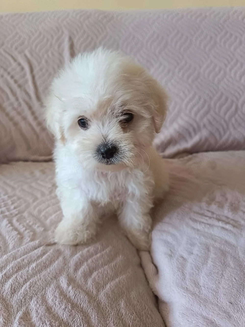 Bichon maltez de 8 săptămâni 