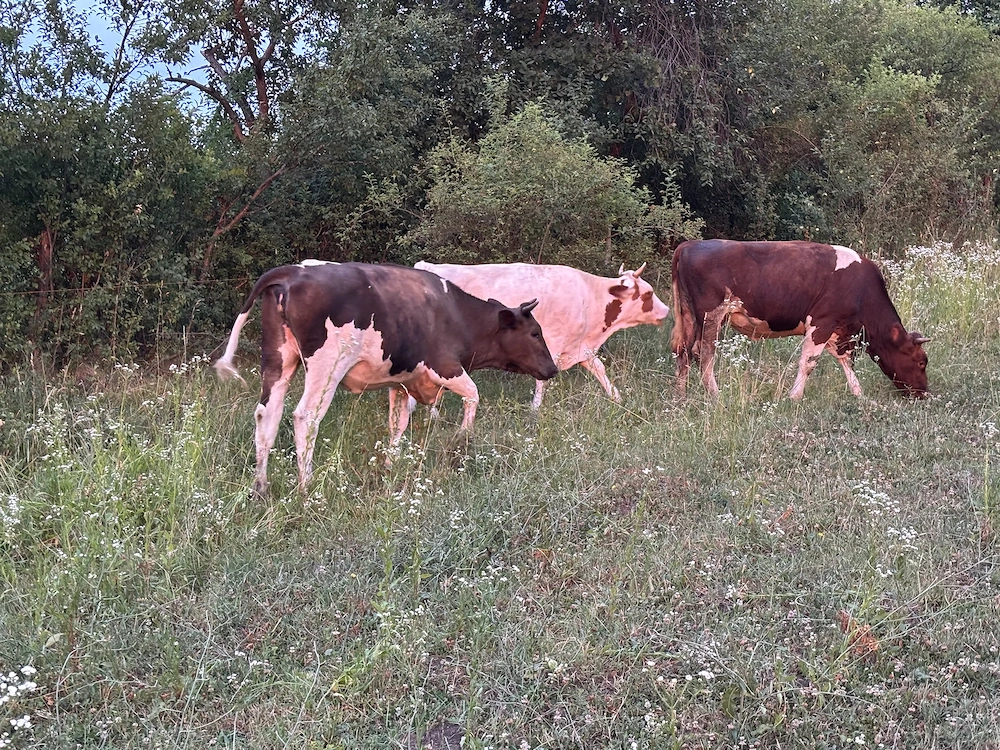 De vânzare juninci 