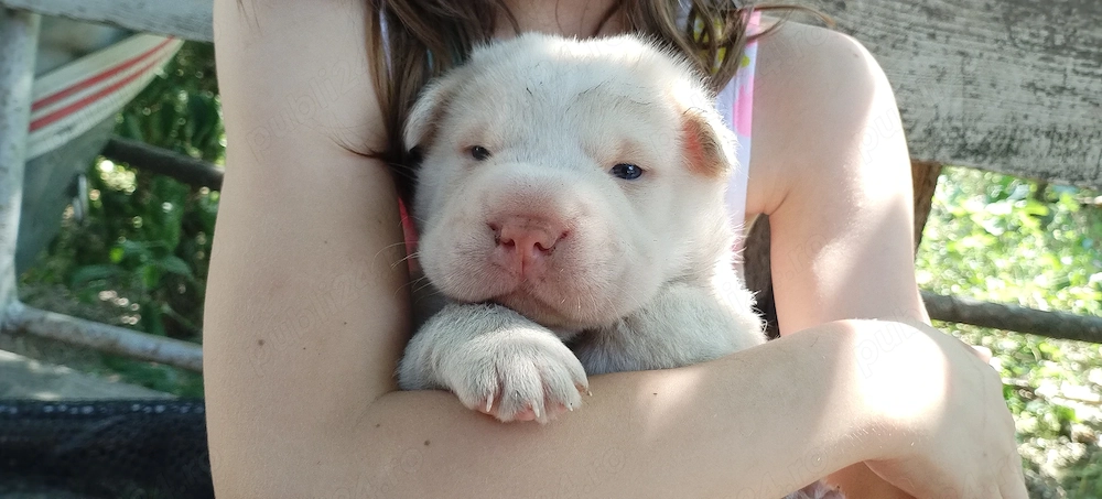 catei mici rasa chow chow cu sharpei