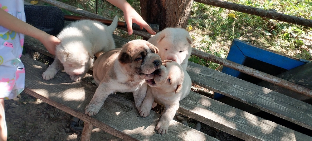catei mici sharpei chowchow