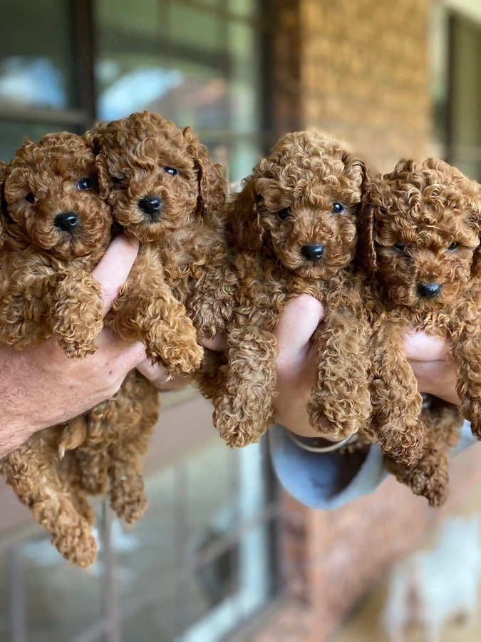 Vând poodle chaniche