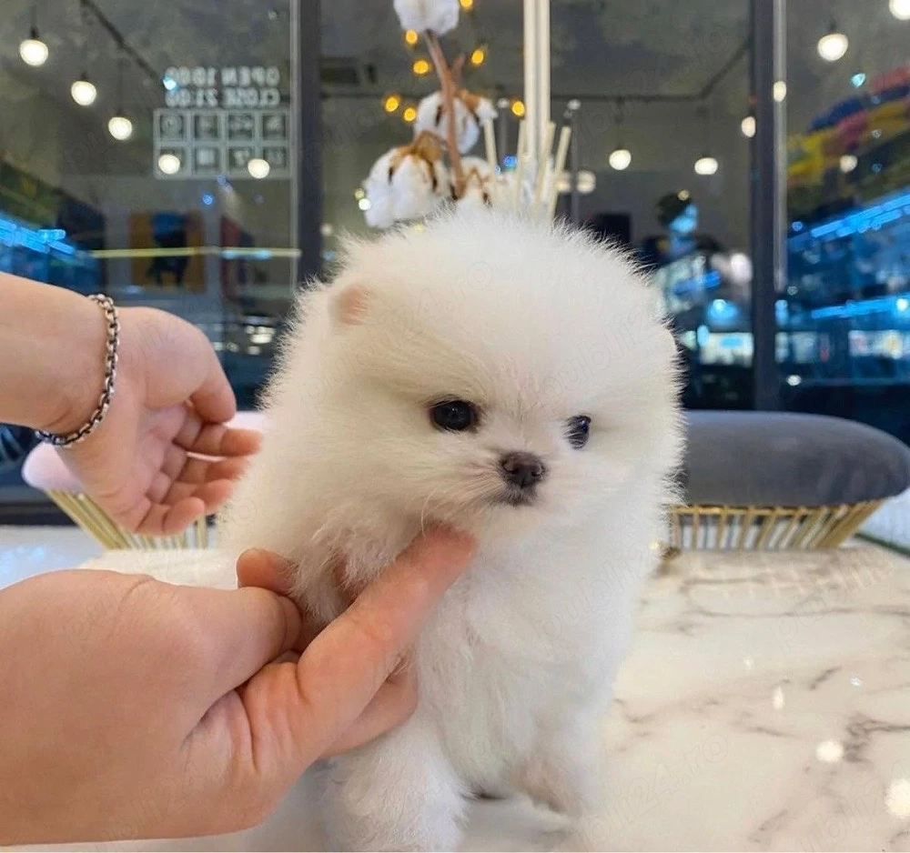 Pomeranian mini toy (maltipom)