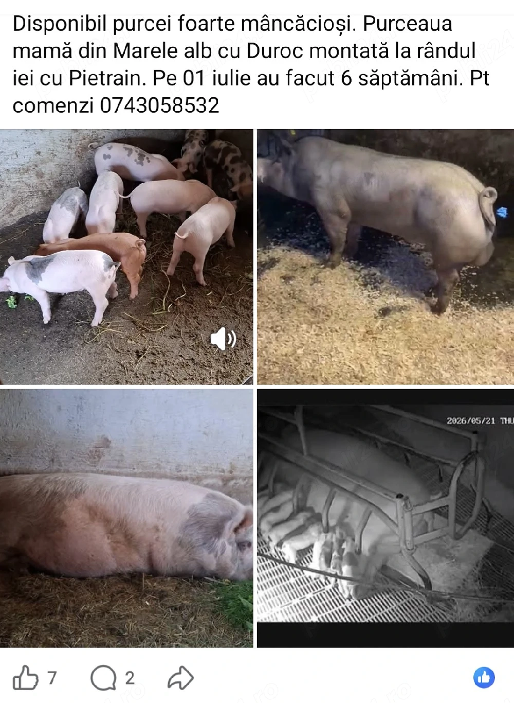purcei de vanzare