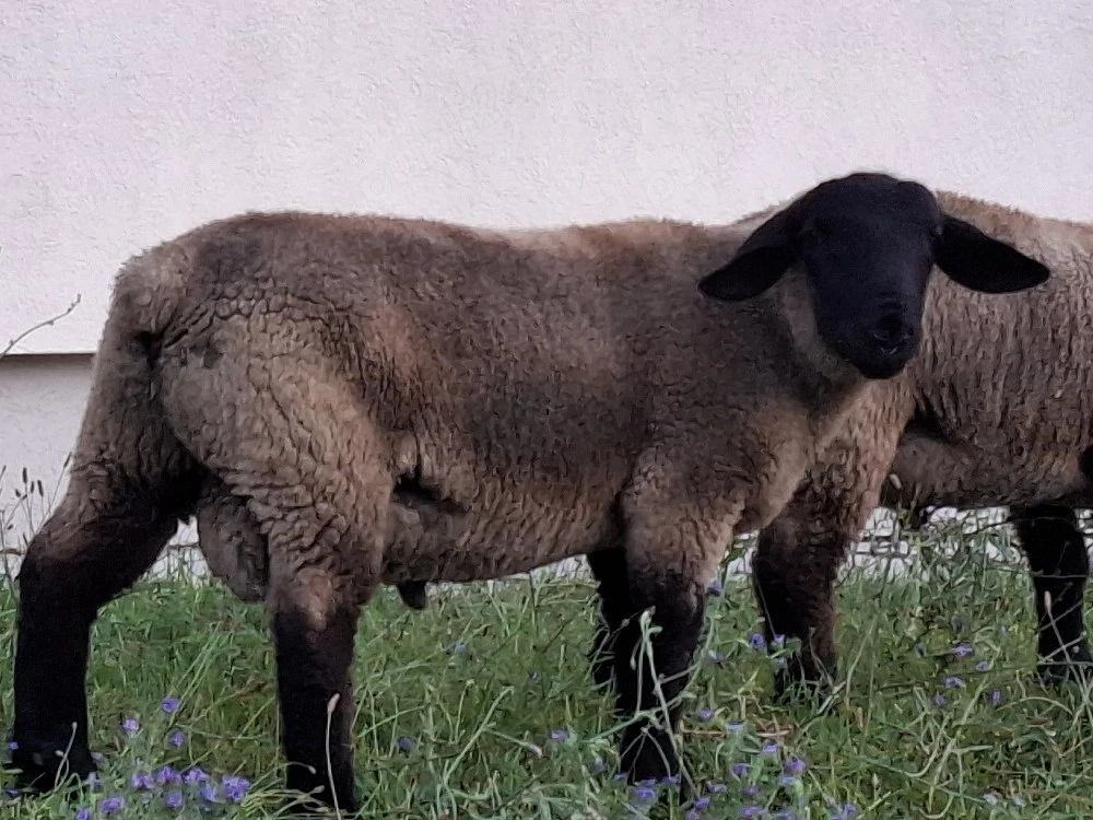 Oi berbec suffolc 