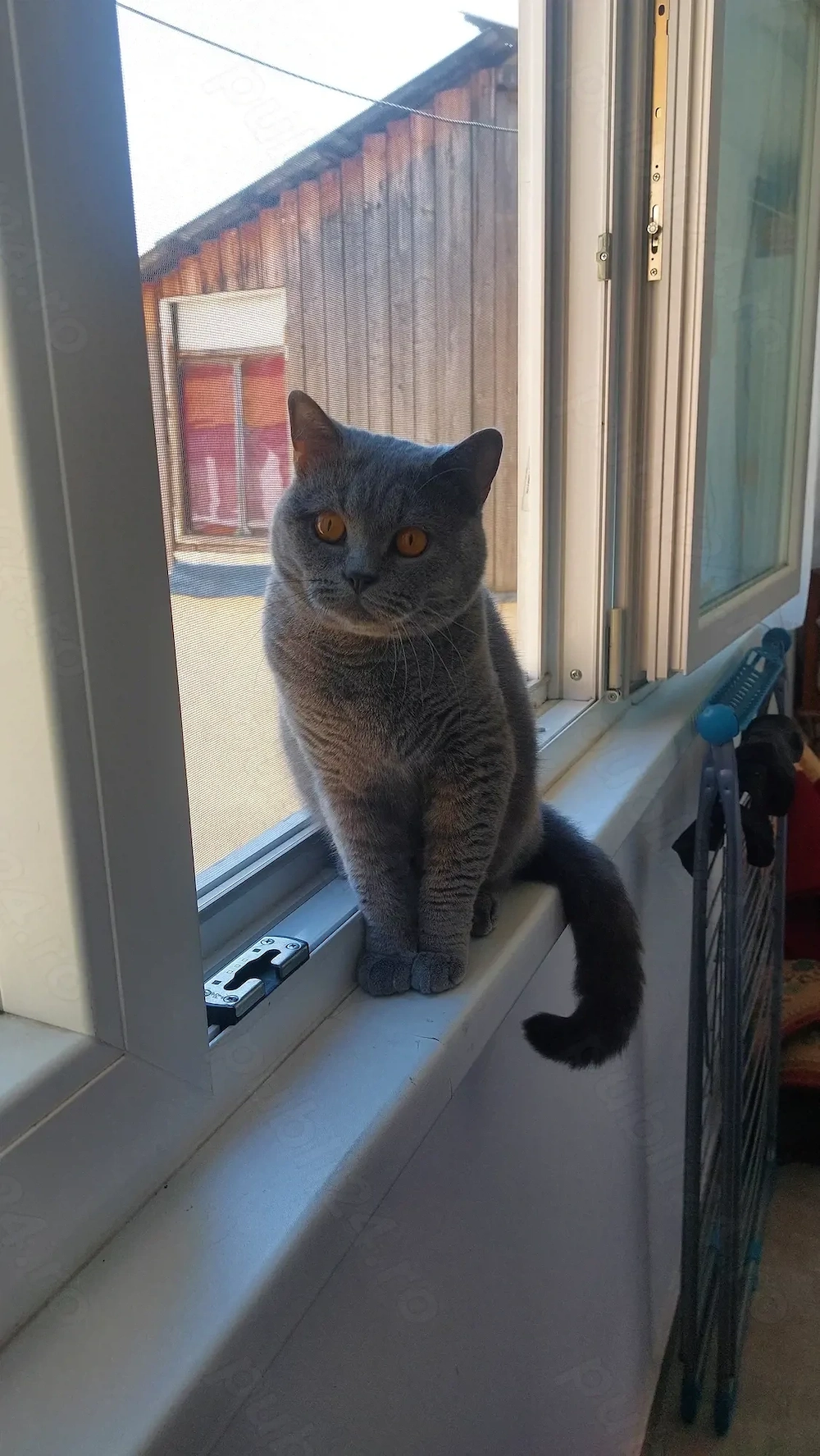 Pisica british shorthair 