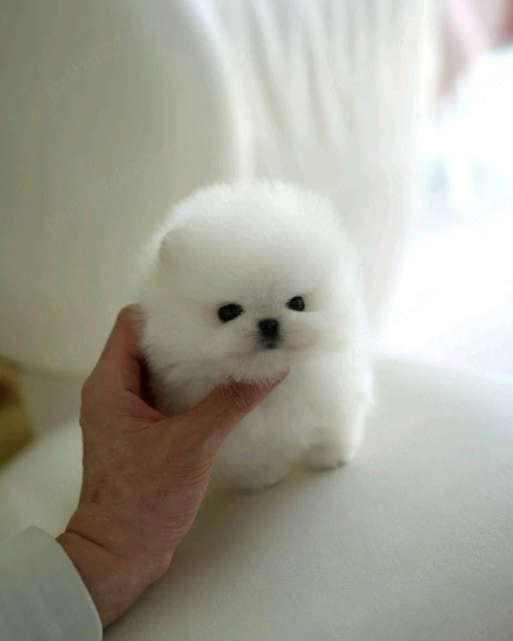 Pomeranian mini toy 