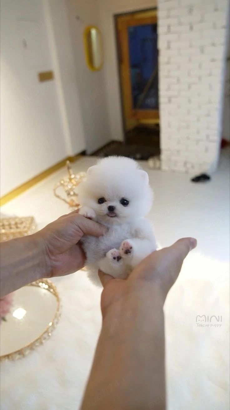 Pomeranian mini toy vaccinat 