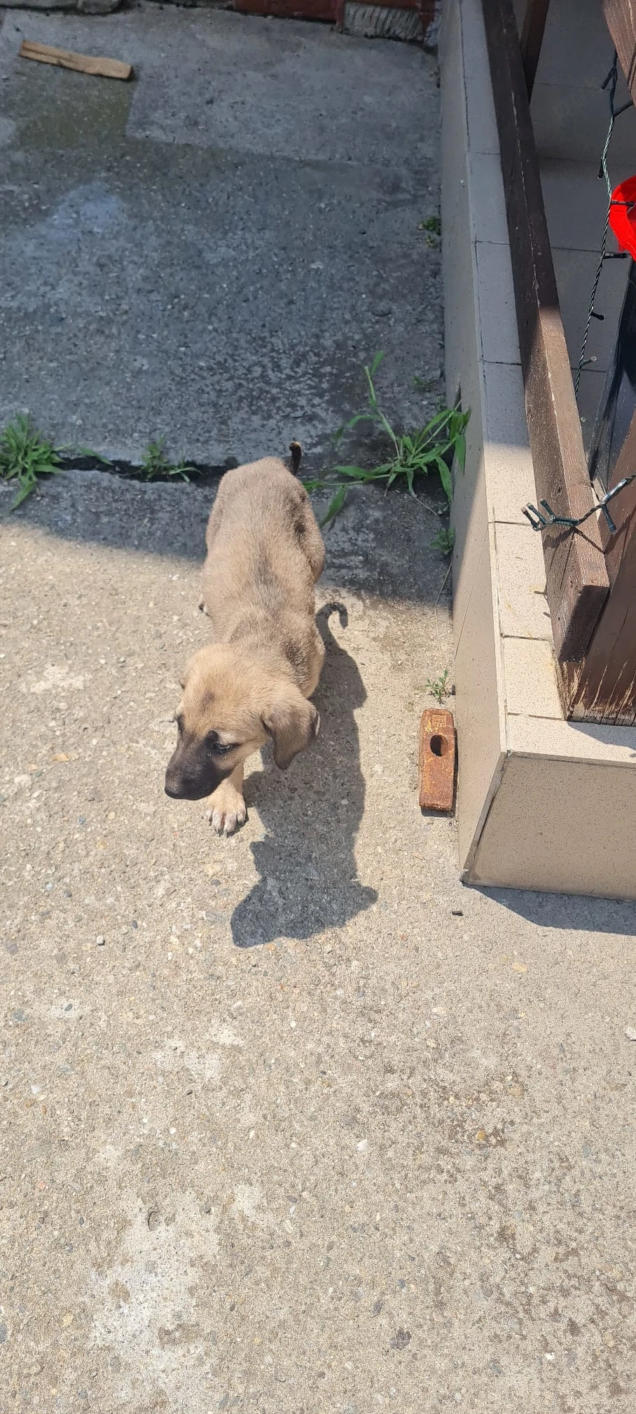 Vând pui kangal