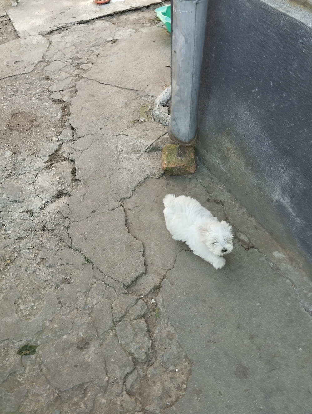 Bichon malteze 5 fetițe 