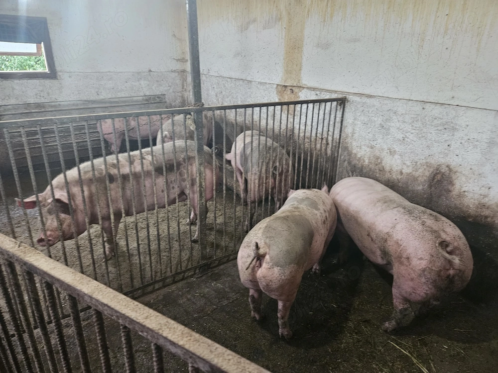 De vânzare porci crescuți natural în gospodăria proprie