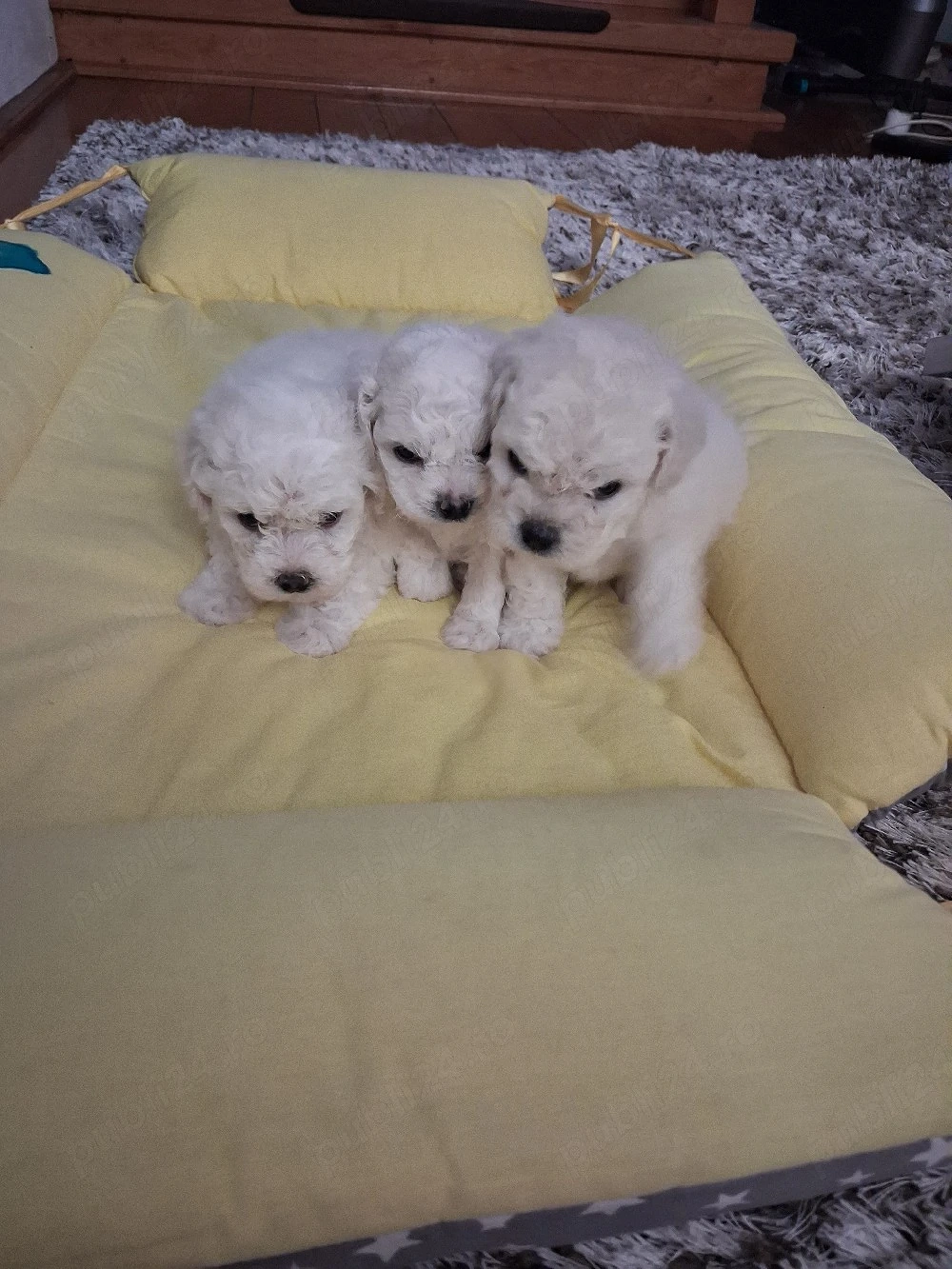 bichoni frise 