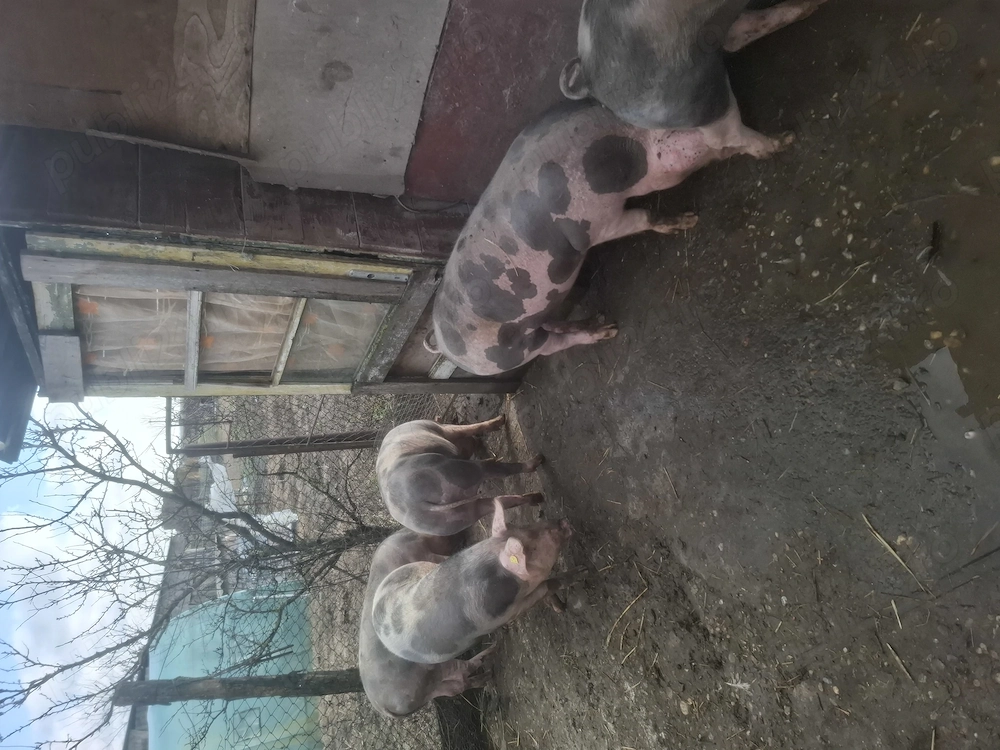 Vand porci de carne