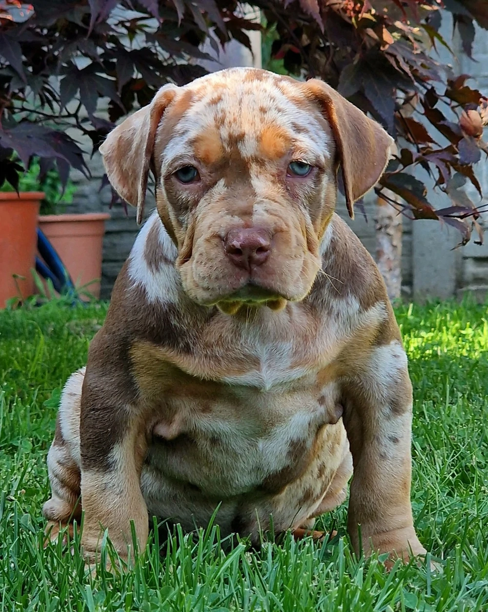 Vand American Bully xl 