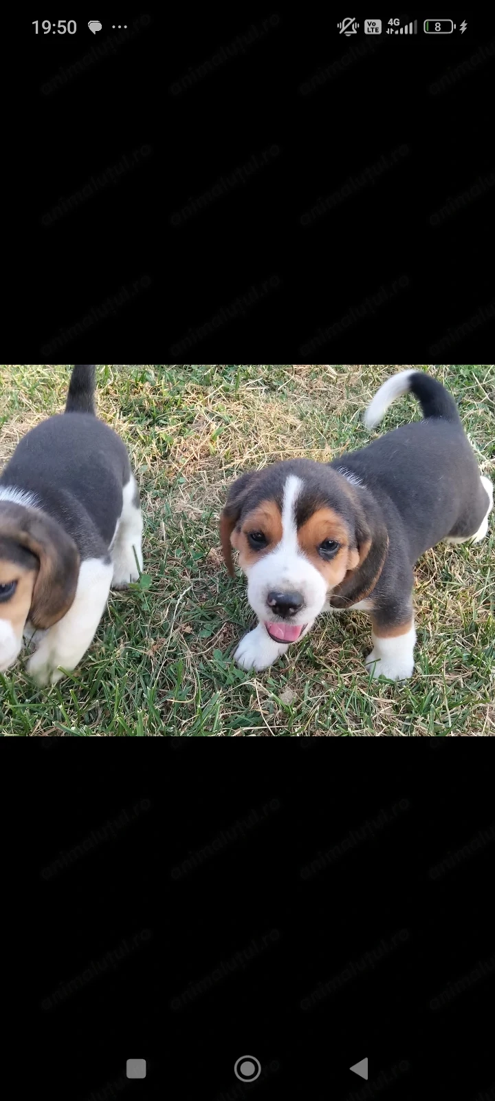 Beagle tricolor