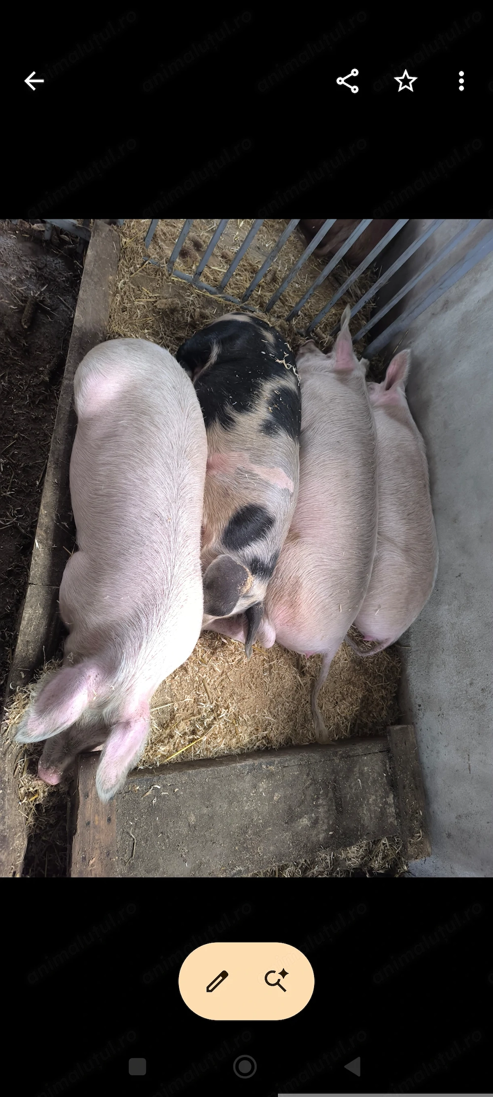 Porci de vânzare 