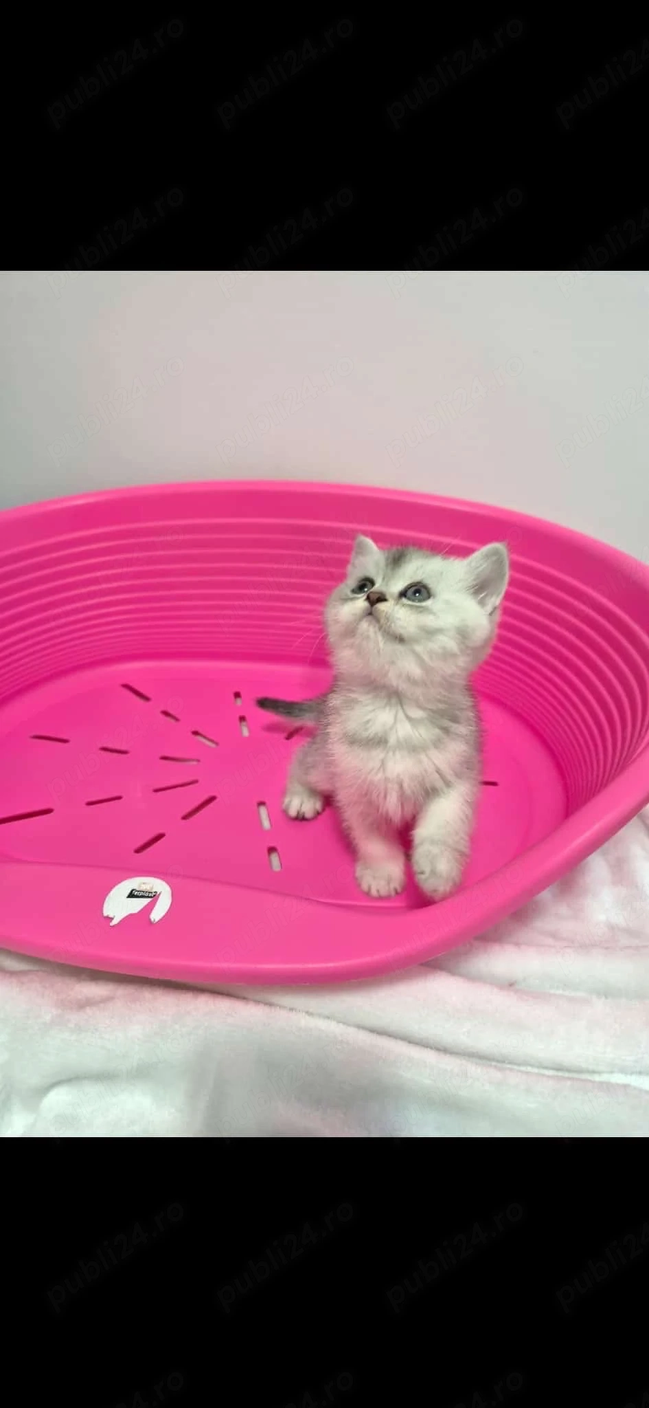 motanei british shorthair chinchilla silver