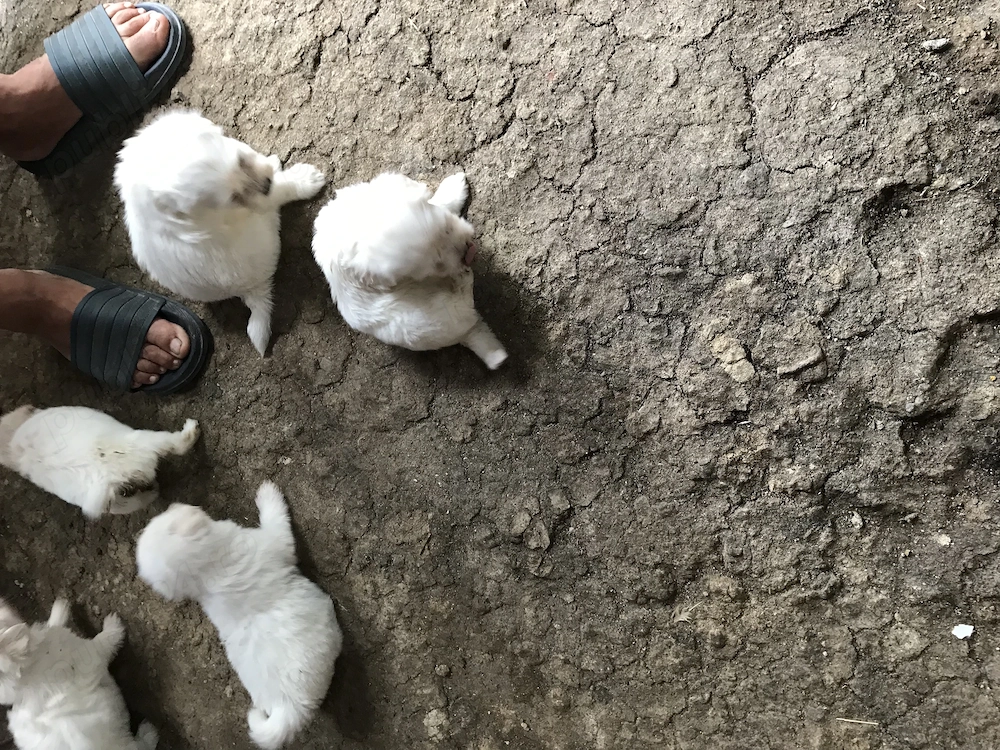 Catei bichon maltez