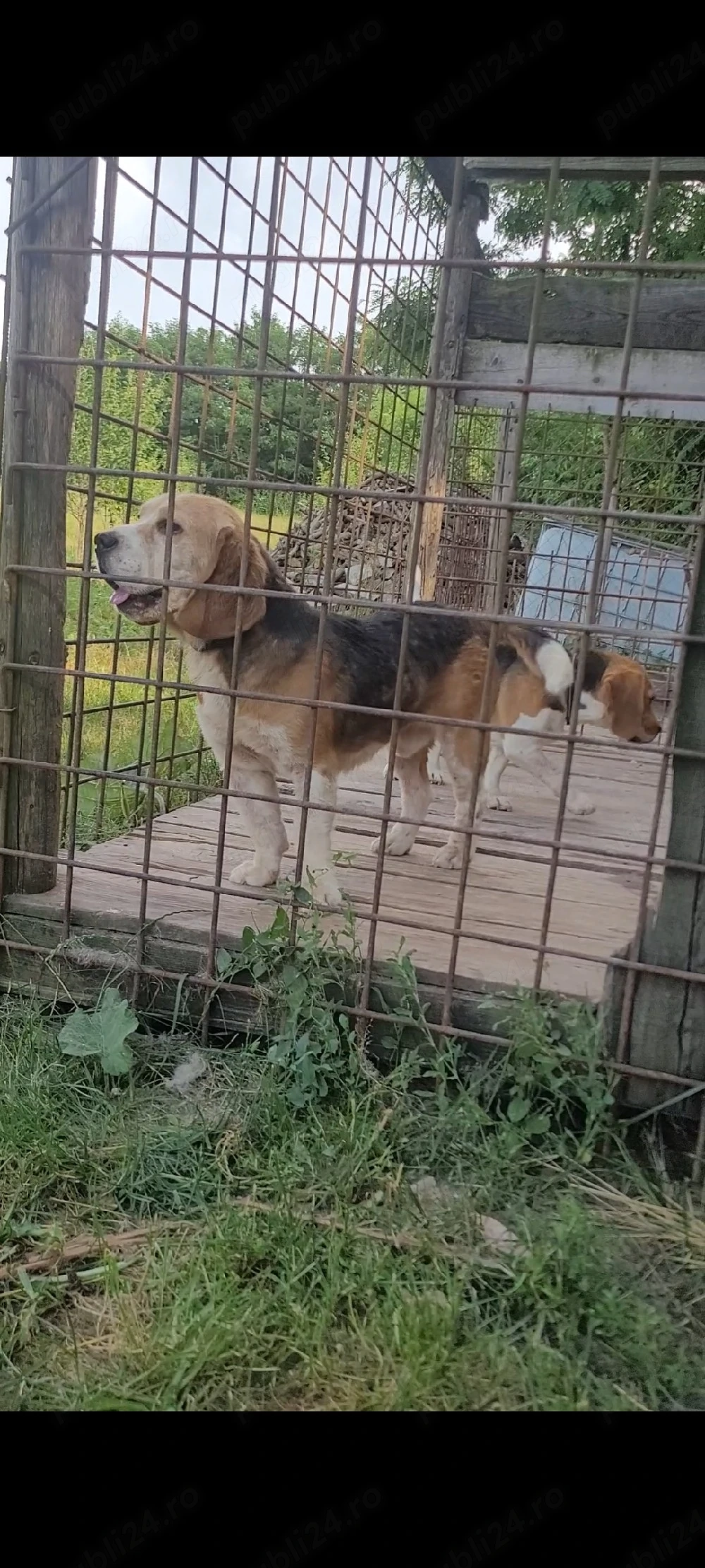 Mascul beagle