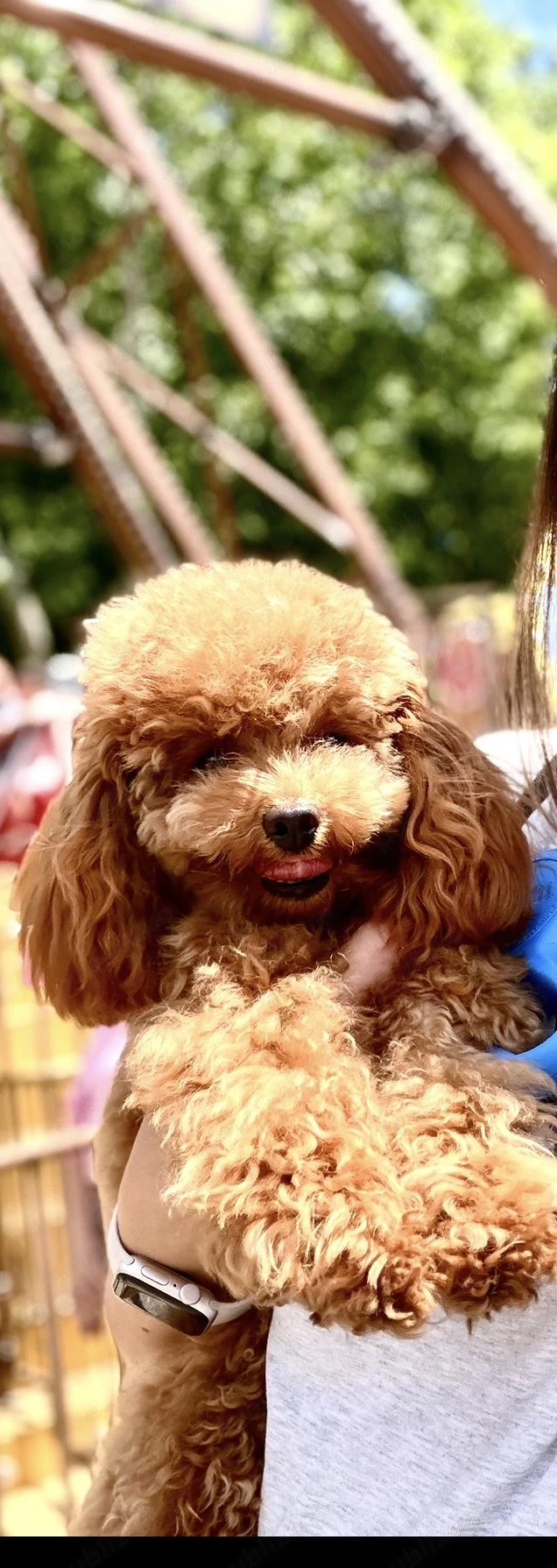 Mascul Toy Poodle