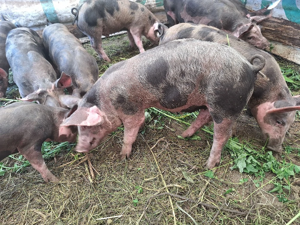 purcei de 10 săptămânii 